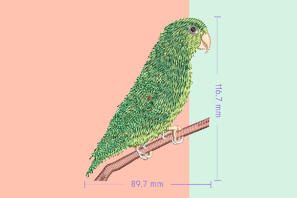 Forpus Green Cute Bird